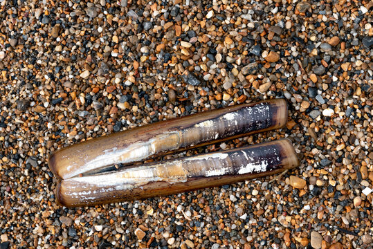 Razor clam shell on shingle beach