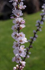 cherry branch with white flowers on a blurred green background in the garden