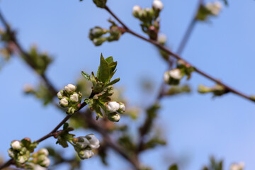 white flower buds and green leaves on a branch against a blue sky background