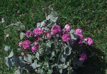 A bouquet of dried pink roses lies on the green grass in the sunlight