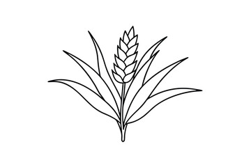 Culvers Root line art