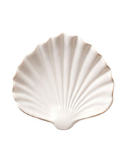 Elegant seashell display beach setting cutout background costume natural aesthetic close-up view