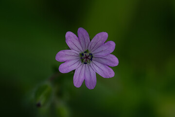 Fototapeta premium Purple flower in the garden