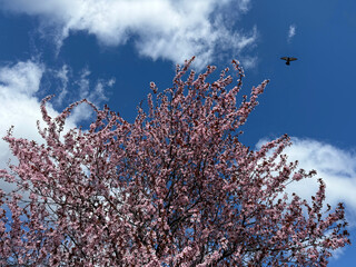 Beautiful spring sakura cherry blossom against heaven.