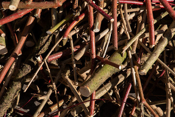 A Pile of Garden Waste Timber Cuttings Prior to Being Incinerated