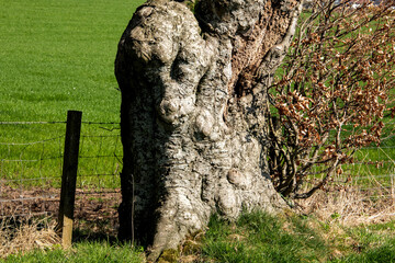 Gnarled Tree Trunk and Wire Fence on a Country Lane