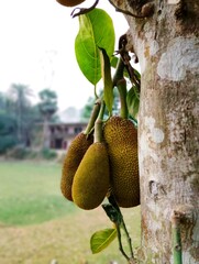 Fruits photography beautiful natural photo fruits photo 
