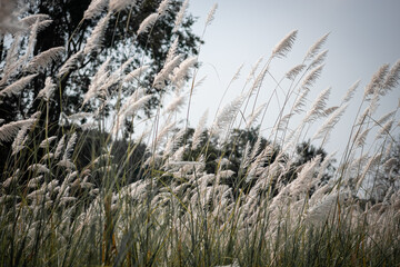 Fototapeta premium dry grass in the wind