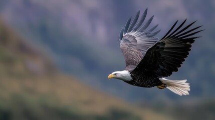 Obraz premium Majestic Eagle Soaring High