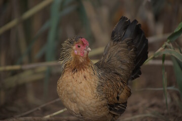 Gallina joven