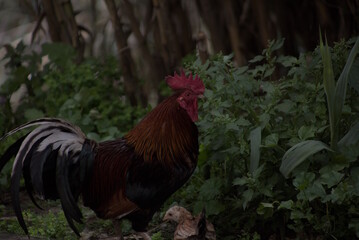 Gallo 