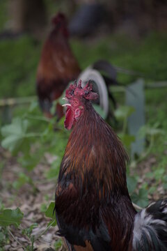 Gallo cantando