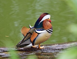 Mandarinente (Aix galericulata) Männchen im Kurpark Oberlaa