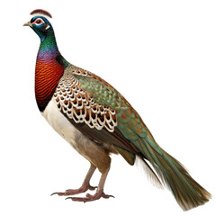 Obraz premium European Pheasant Image on transparent background