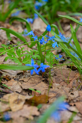 Closeup heap of blue snowdrop flowers in forest. Symbols of spring, holiday concept. Vertical photo.