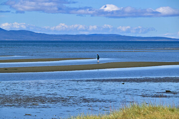 Fauna, flora, and landscapes of the Magallanes and Torres del Paine region