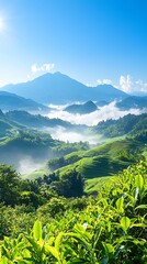 Misty Mountain Tea Plantation Sunrise.