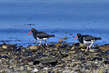 Fauna, flora, and landscapes of the Magallanes and Torres del Paine region