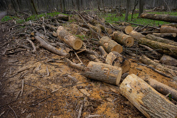 Cleaning dry woods or dry branches in spring. Broken tree trunk. Heap with cut down trees. Tree sawdust.