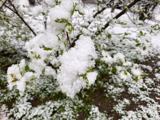 Snowfall in spring, snow on the green leaves of plants