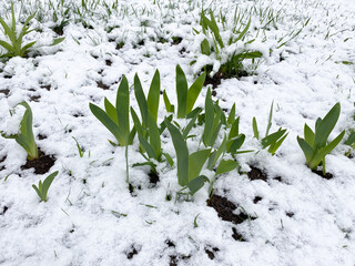 Fresh Green Iris Leaves Covered in Spring Snow