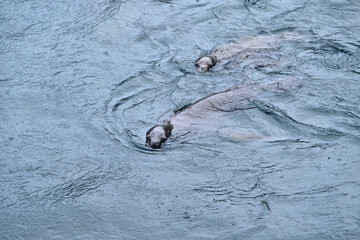 Fauna, flora, and landscapes of the Magallanes and Torres del Paine region