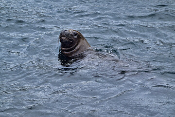 Fototapeta premium Fauna, flora, and landscapes of the Magallanes and Torres del Paine region