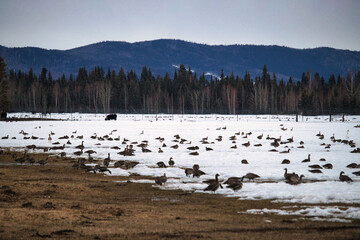 Birds in a snowy field in Alaska