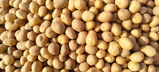 A pile of fresh potato open sell in Indian market.