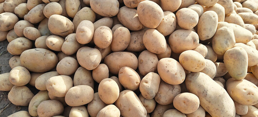 A pile of fresh potato open sell in Indian market.