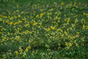 Fototapeta premium pretty yellow flowers of cowslip primula veris