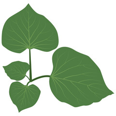 Obraz premium sweet potato leaves, Sweet potato leaf.