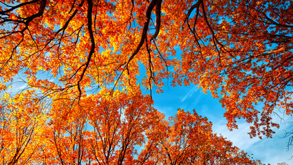 Crowns of oak trees on a sunny autumn day. Autumn landscape.