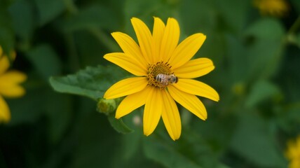 bee on yellow flower