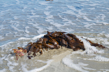 Kelp seaweed (Laminaria) on the beach at Ballywalter can be used in food and medicine worldwide © Ivan Maguire
