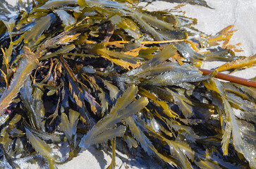 Fucus on Ballywalter beach has various uses such as soap making, fertilizer and glass making