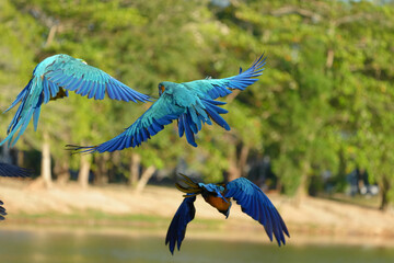 blue and gold macaw free flying  parrot in the sky