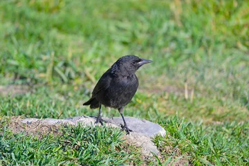 Fotobehang Fauna, flora, and landscapes of the Magallanes and Torres del Paine region © Ivan