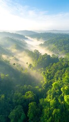 Misty Rainforest Aerial View