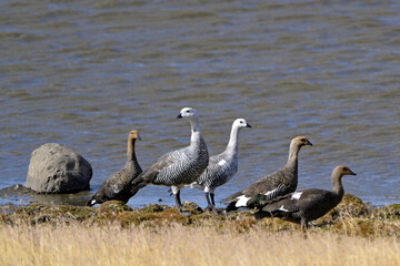 Fauna, flora, and landscapes of the Magallanes and Torres del Paine region