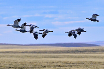 Fauna, flora, and landscapes of the Magallanes and Torres del Paine region
