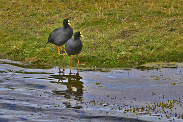 Fauna, flora, and landscapes of the Magallanes and Torres del Paine region