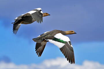 Fauna, flora, and landscapes of the Magallanes and Torres del Paine region