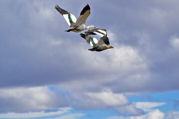 Fauna, flora, and landscapes of the Magallanes and Torres del Paine region