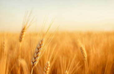 Fototapeta premium Golden wheat field swaying gently under warm sunlight during early evening hours