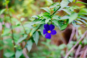 Blue and Yellow combination flower on its nest
