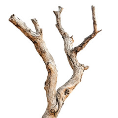 Dry Tree Branch