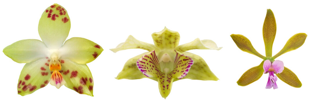 set of green orchid flowers isolated on transparent background, for floral and tropical design