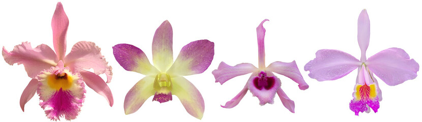 set of pink orchid flowers isolated on transparent background, for floral and tropical design © just_flowerin