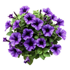 Purple petunia flower blossom closeup on transparent background